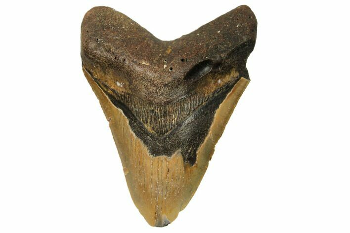 Bargain, Fossil Megalodon Tooth - North Carolina #186589